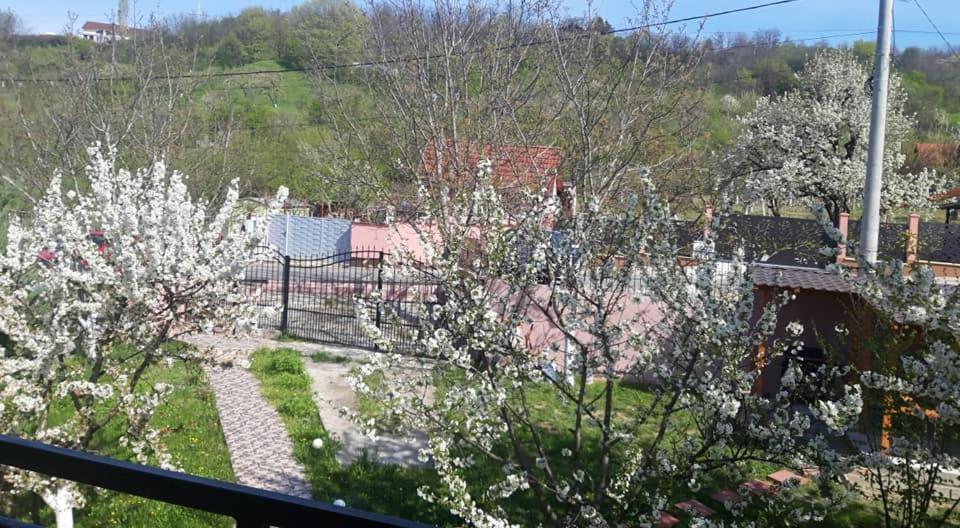 Casa Liana Hotel Oradea Bagian luar foto